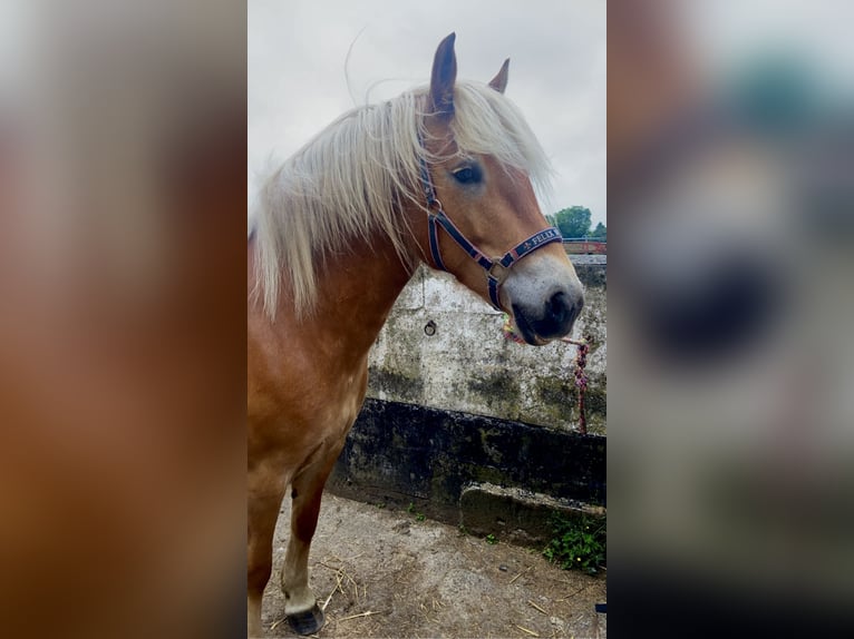 Haflinger / Avelignese Giumenta 6 Anni 151 cm Sauro in Boksee