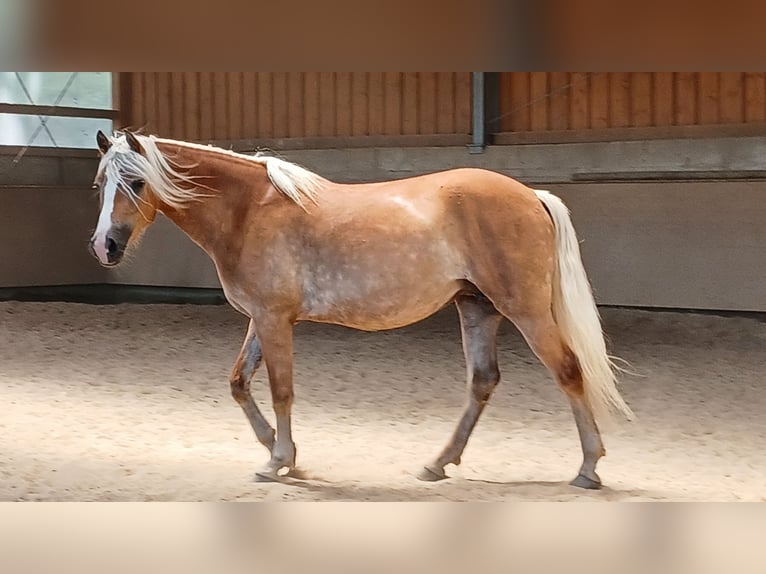 Haflinger / Avelignese Giumenta 6 Anni 152 cm Sauro in Wuppertal