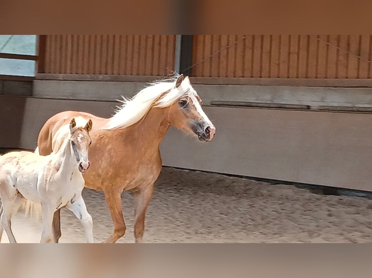 Haflinger / Avelignese Giumenta 6 Anni 152 cm Sauro in Wuppertal