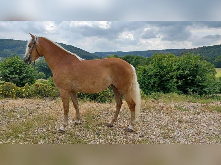 Haflinger / Avelignese Giumenta 6 Anni 152 cm Sauro in Wuppertal