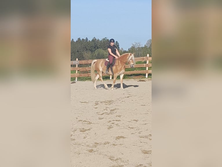 Haflinger / Avelignese Giumenta 6 Anni 153 cm in Eggenfelden