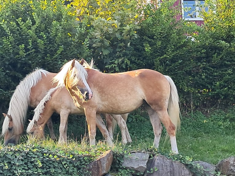 Haflinger / Avelignese Giumenta 6 Anni 153 cm Sauro in Wuppertal