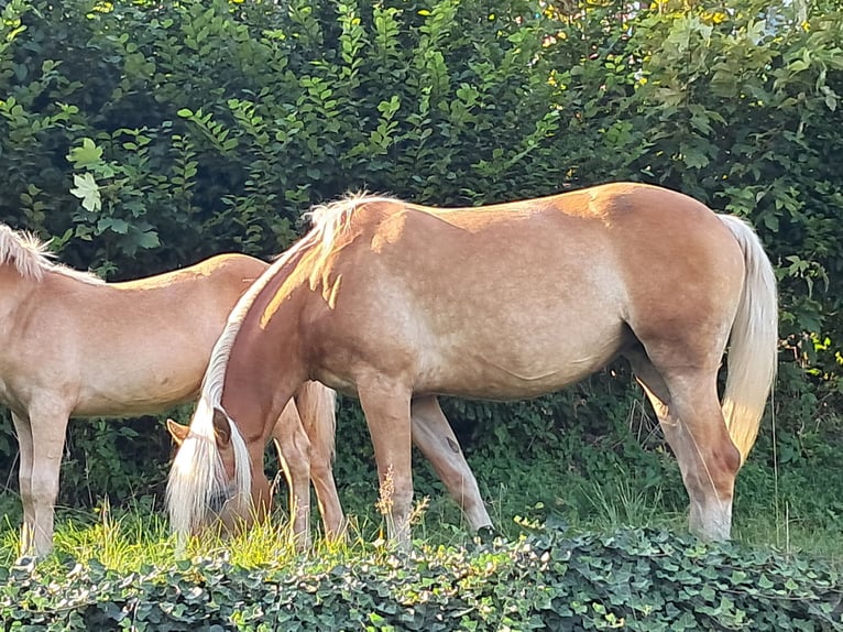 Haflinger / Avelignese Giumenta 6 Anni 153 cm Sauro in Wuppertal