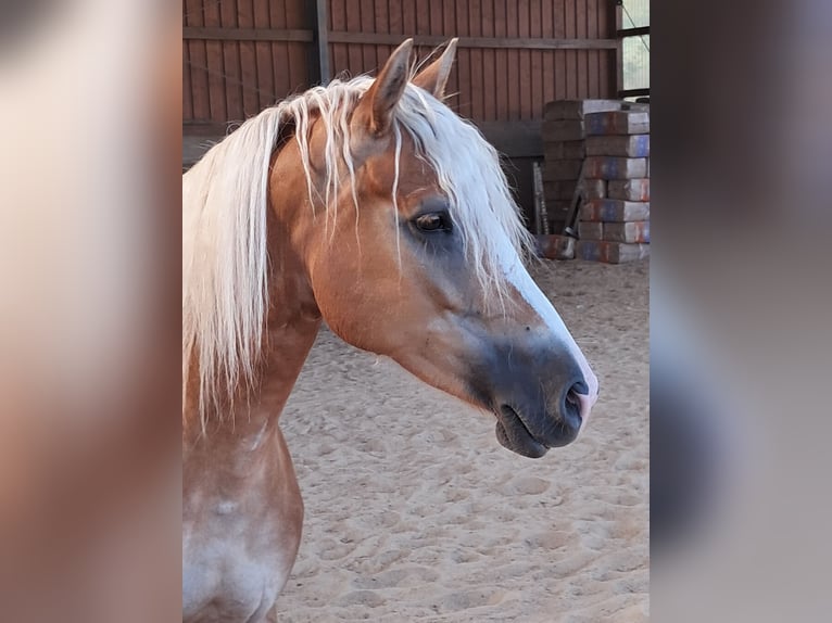 Haflinger / Avelignese Giumenta 6 Anni 153 cm Sauro in Wuppertal