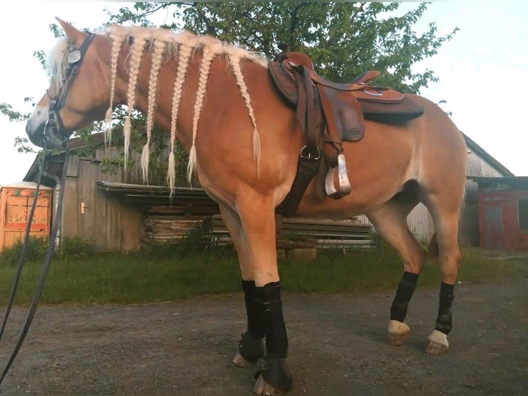 Haflinger / Avelignese Giumenta 6 Anni 154 cm Sauro in Oberaurach