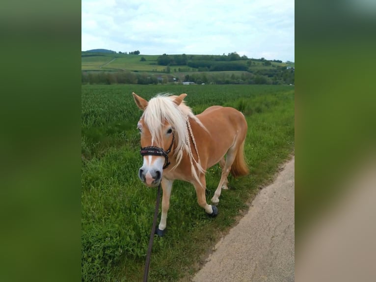 Haflinger / Avelignese Giumenta 6 Anni 154 cm Sauro in Oberaurach