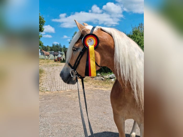 Haflinger / Avelignese Giumenta 6 Anni 154 cm Sauro in Oberaurach