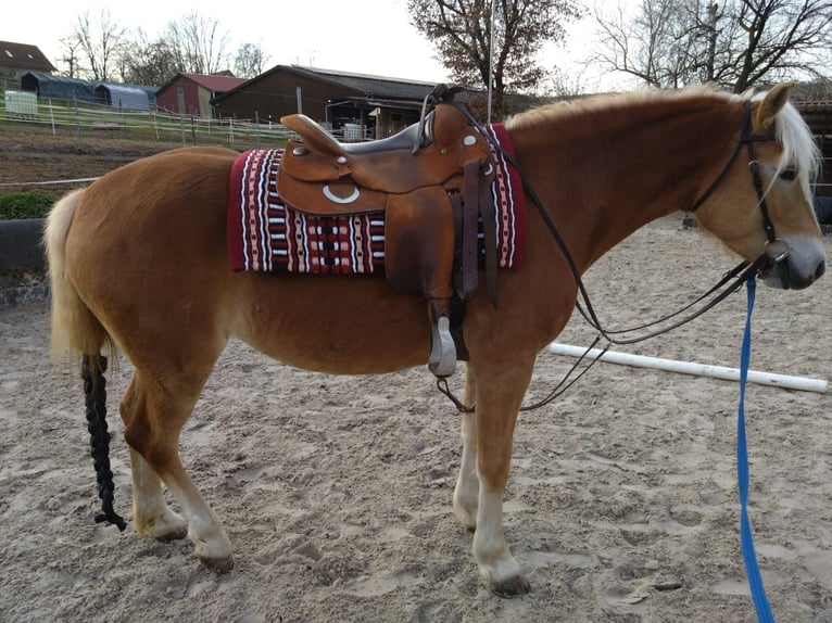 Haflinger / Avelignese Giumenta 6 Anni 154 cm Sauro in Oberaurach