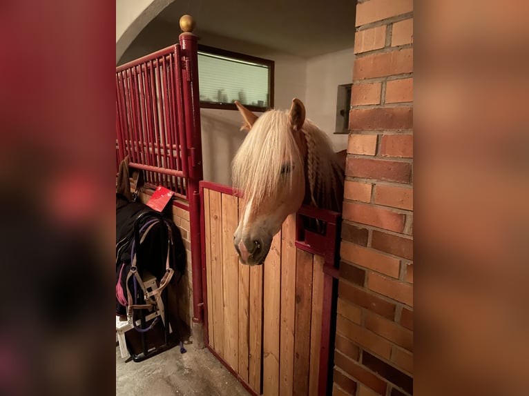 Haflinger / Avelignese Giumenta 6 Anni 154 cm Sauro in Oberaurach