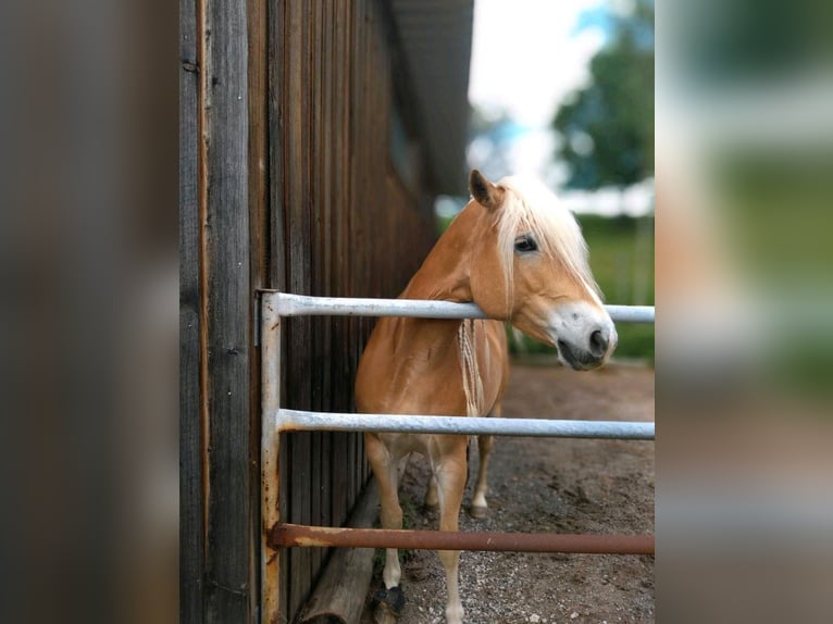 Haflinger / Avelignese Giumenta 6 Anni 154 cm Sauro in Oberaurach