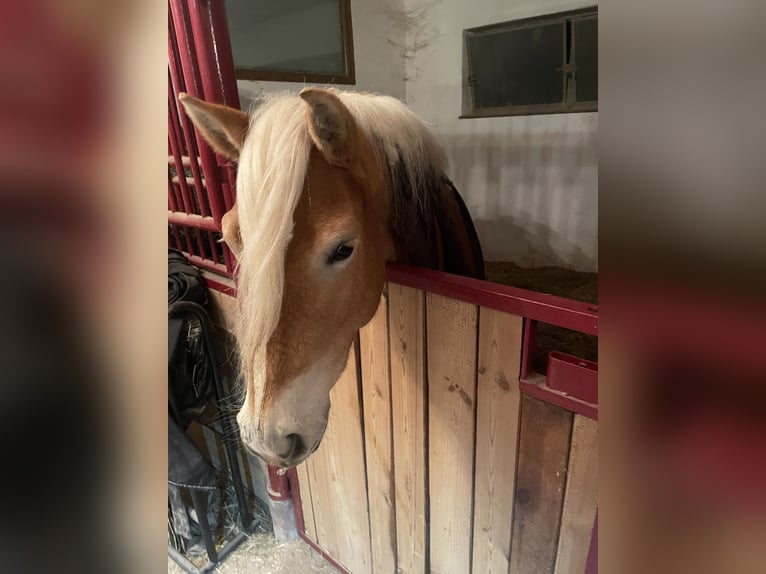 Haflinger / Avelignese Giumenta 6 Anni 154 cm Sauro in Oberaurach