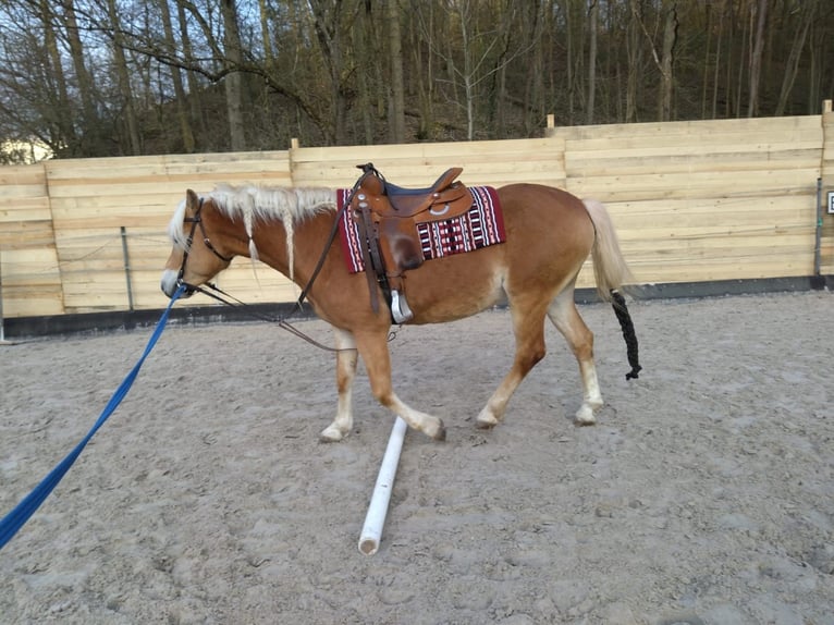 Haflinger / Avelignese Giumenta 6 Anni 154 cm Sauro in Oberaurach