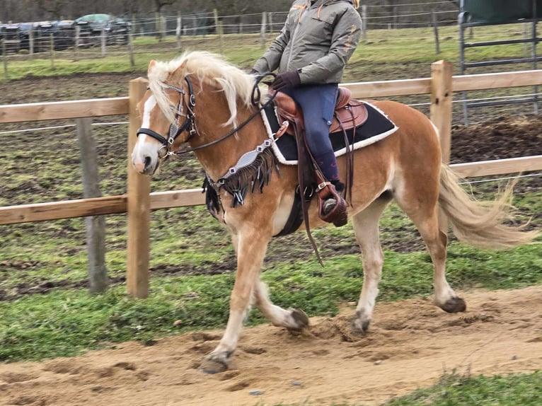 Haflinger / Avelignese Giumenta 6 Anni 155 cm Sauro in Linkenbach