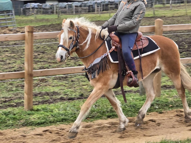 Haflinger / Avelignese Giumenta 6 Anni 155 cm Sauro in Linkenbach