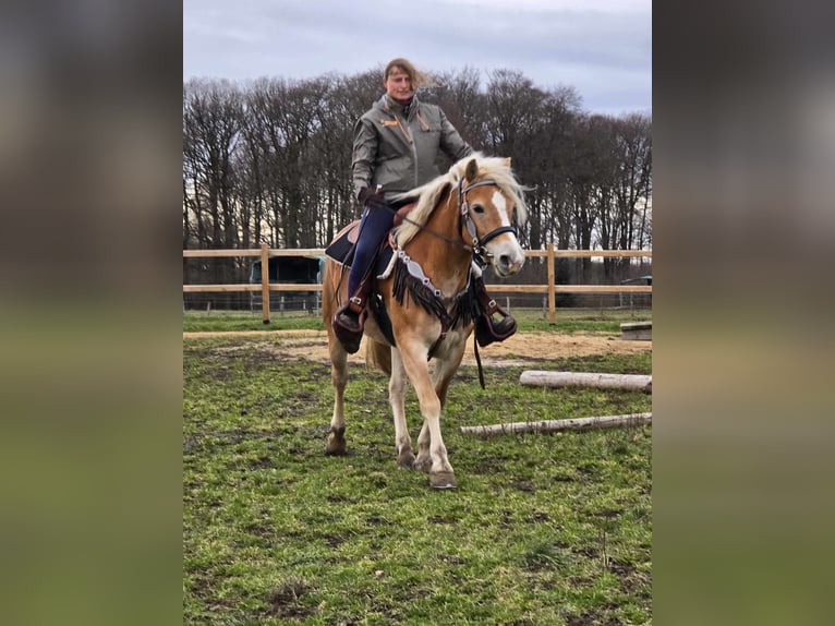 Haflinger / Avelignese Giumenta 6 Anni 155 cm Sauro in Linkenbach