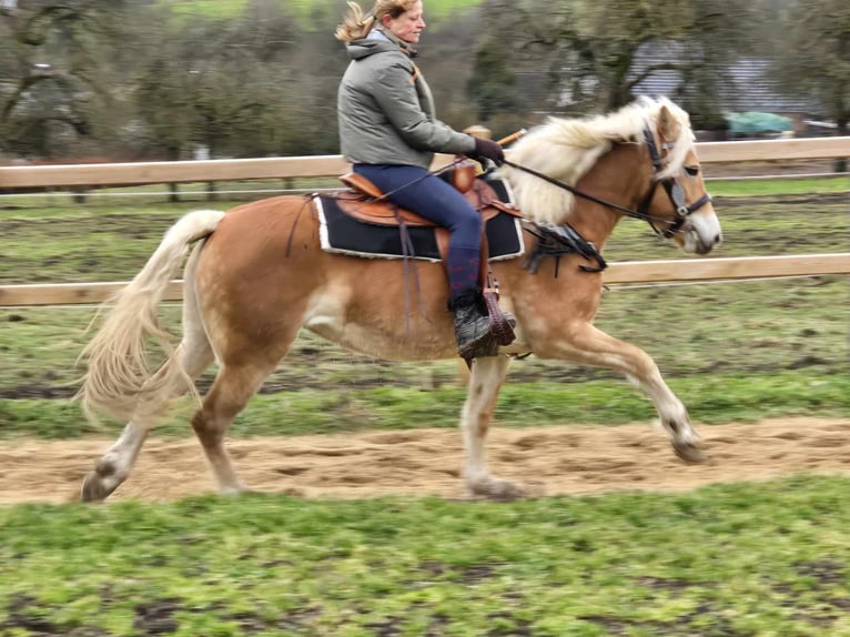 Haflinger / Avelignese Giumenta 6 Anni 155 cm Sauro in Linkenbach