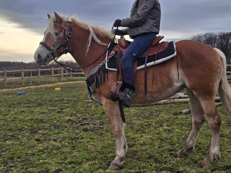 Haflinger / Avelignese Giumenta 6 Anni 155 cm Sauro in Linkenbach