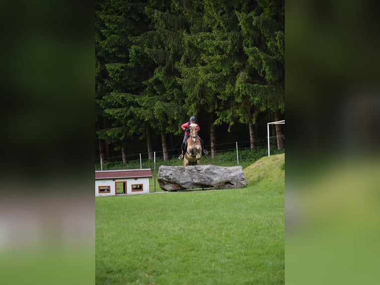 Haflinger / Avelignese Giumenta 6 Anni 156 cm Sauro in Mühlen