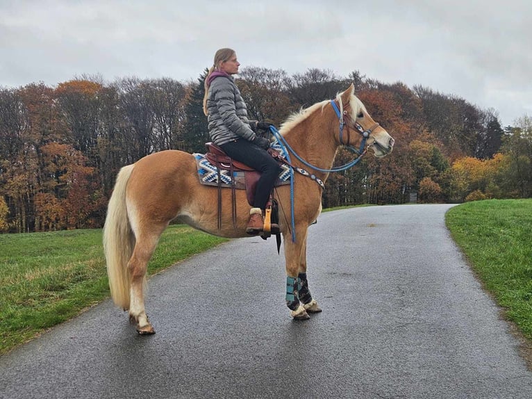 Haflinger / Avelignese Giumenta 7 Anni 145 cm Sauro in Linkenbach