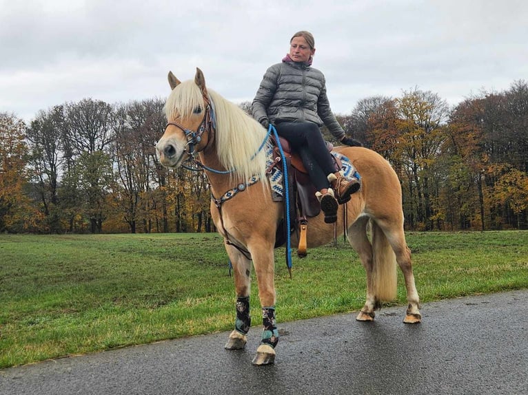 Haflinger / Avelignese Giumenta 7 Anni 145 cm Sauro in Linkenbach