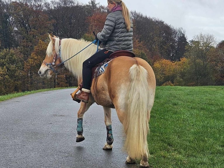 Haflinger / Avelignese Giumenta 7 Anni 145 cm Sauro in Linkenbach