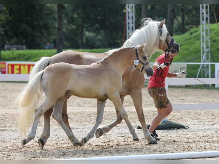 Haflinger / Avelignese Giumenta 7 Anni 146 cm in Bad Hall