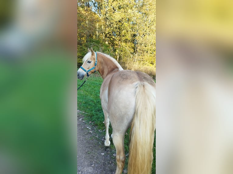 Haflinger / Avelignese Giumenta 7 Anni 149 cm Sauro in Lebach