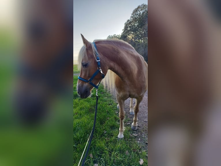 Haflinger / Avelignese Giumenta 7 Anni 149 cm Sauro in Lebach