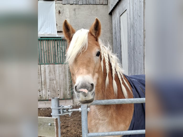 Haflinger / Avelignese Giumenta 7 Anni 150 cm in Haag Dorf