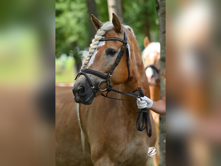 Haflinger / Avelignese Giumenta 7 Anni 150 cm Sauro in Altenmarkt im Pongau