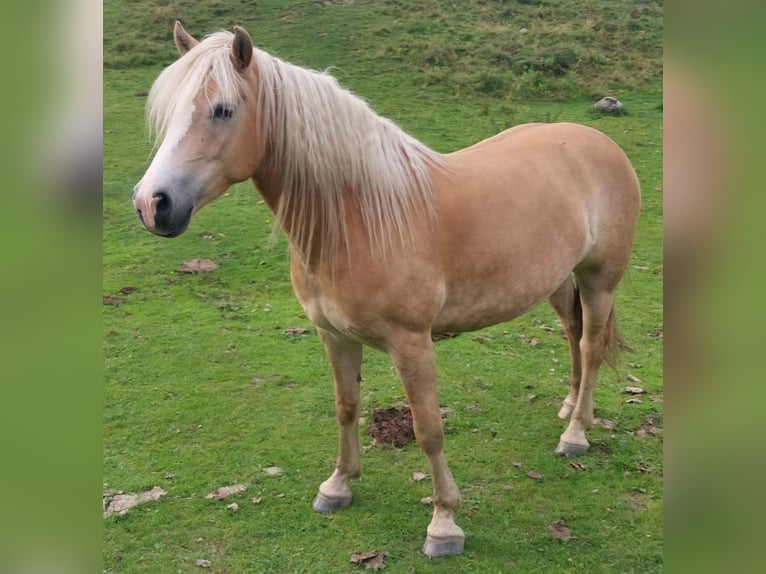 Haflinger / Avelignese Giumenta 7 Anni 150 cm Sauro in Taxenbach