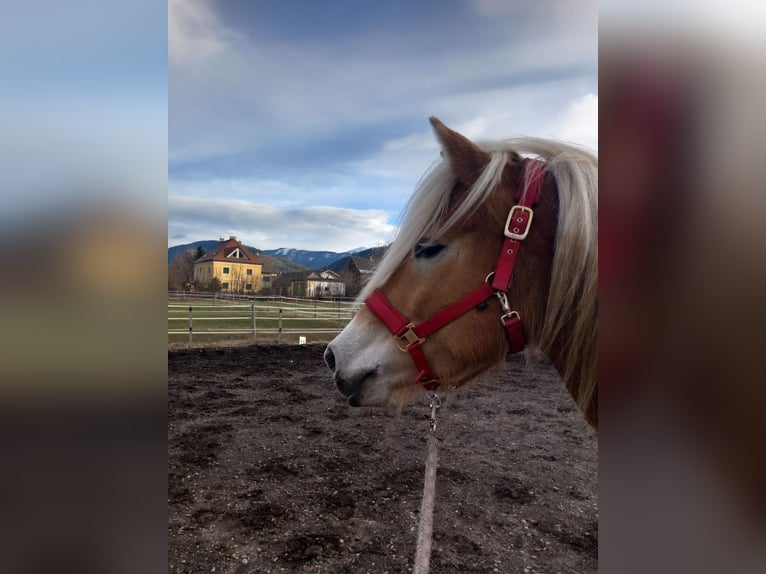 Haflinger / Avelignese Giumenta 7 Anni 152 cm Falbo baio in Feistritz an der Drau