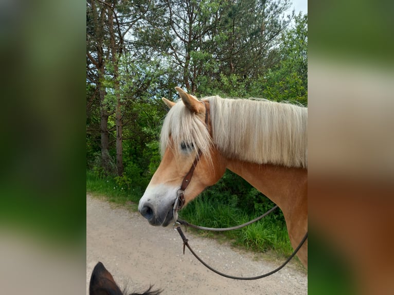 Haflinger / Avelignese Giumenta 7 Anni 152 cm Falbo baio in Feistritz an der Drau