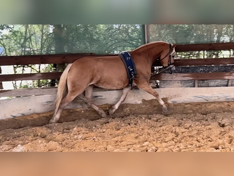 Haflinger / Avelignese Giumenta 7 Anni 152 cm Sauro in StaufenbergStaufenberg