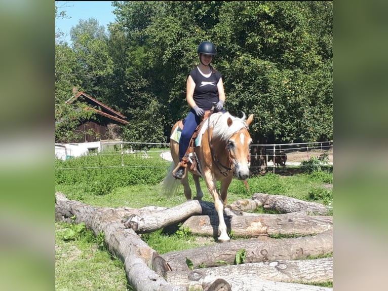 Haflinger / Avelignese Giumenta 7 Anni 152 cm Sauro in Bayerbach