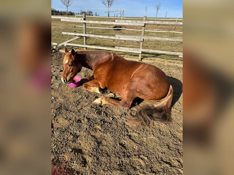 Haflinger / Avelignese Mix Giumenta 7 Anni 155 cm Sauro in Sauldorf