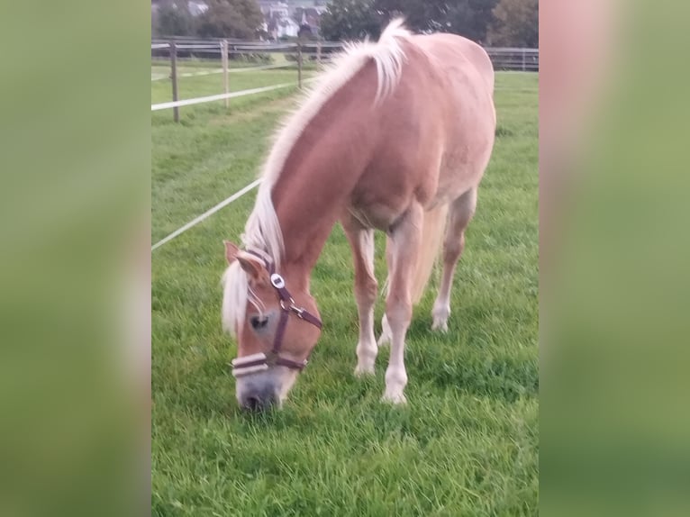 Haflinger / Avelignese Giumenta 7 Anni 155 cm Sauro in Oberbüren