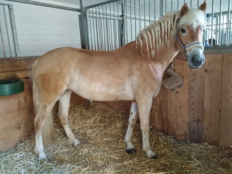 Haflinger / Avelignese Giumenta 7 Anni 155 cm Sauro in Oberbüren