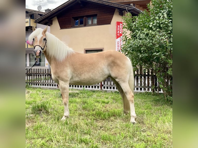 Haflinger / Avelignese Giumenta 7 Anni in Längenfeld