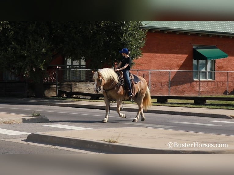 Haflinger / Avelignese Giumenta 8 Anni 142 cm Sauro scuro in Weatherford TX