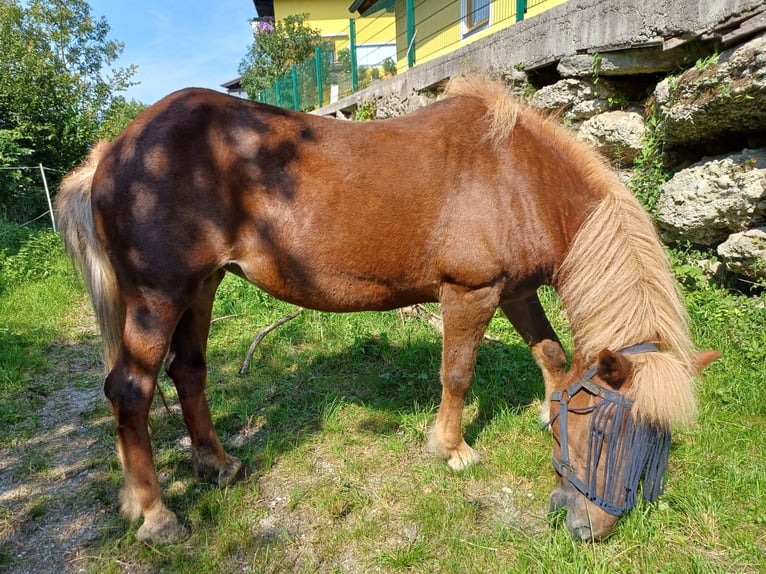 Haflinger / Avelignese Giumenta 8 Anni 145 cm Sauro in Schruns