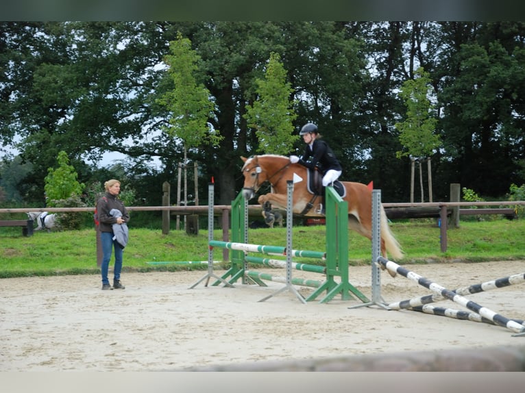 Haflinger / Avelignese Giumenta 8 Anni 148 cm Sauro in Voerde