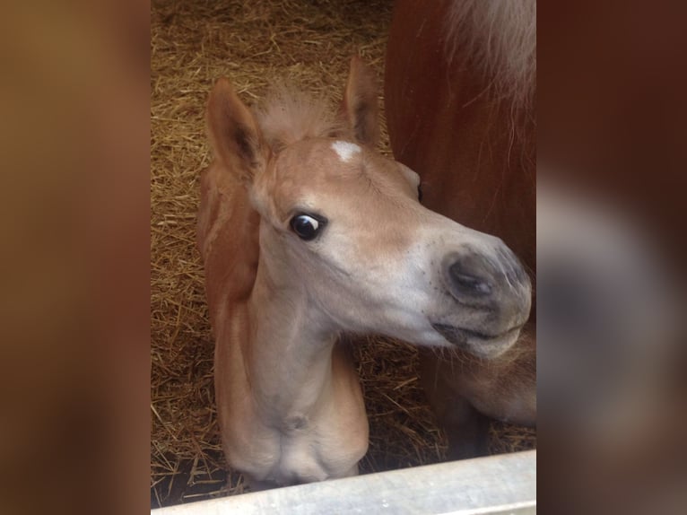 Haflinger / Avelignese Giumenta 8 Anni 148 cm Sauro in Voerde