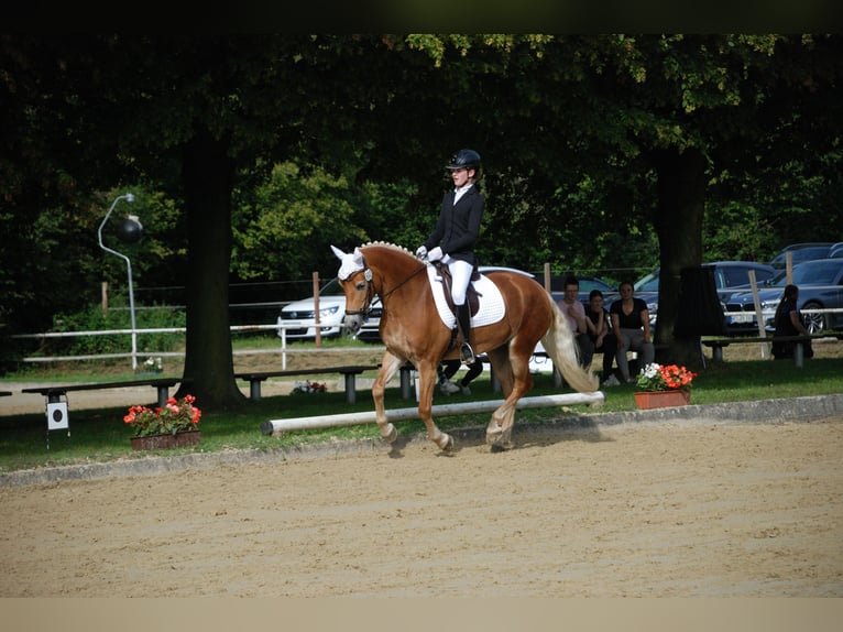 Haflinger / Avelignese Giumenta 8 Anni 148 cm Sauro in Voerde