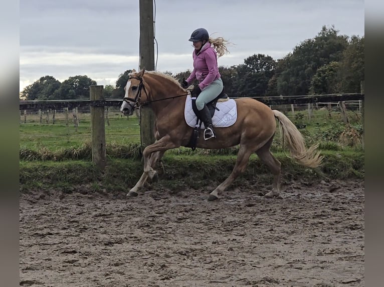 Haflinger / Avelignese Giumenta 8 Anni 148 cm Sauro in Mülheim an der Ruhr