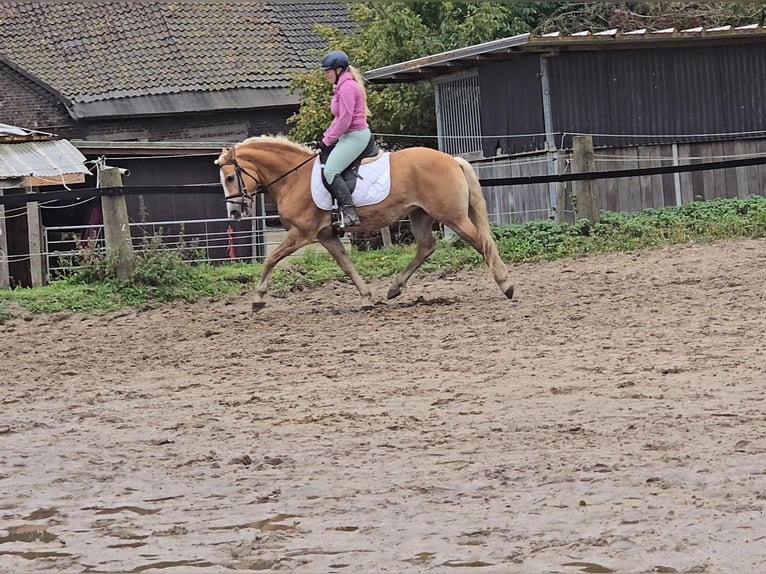 Haflinger / Avelignese Giumenta 8 Anni 148 cm Sauro in Mülheim an der Ruhr