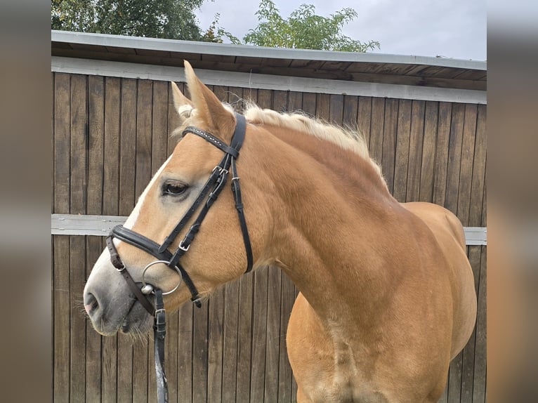 Haflinger / Avelignese Giumenta 8 Anni 148 cm Sauro in Mülheim an der Ruhr