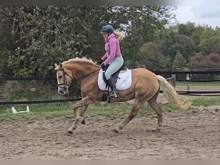 Haflinger / Avelignese Giumenta 8 Anni 148 cm Sauro in Mülheim an der Ruhr