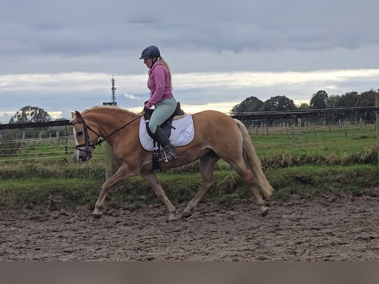 Haflinger / Avelignese Giumenta 8 Anni 148 cm Sauro in Mülheim an der Ruhr