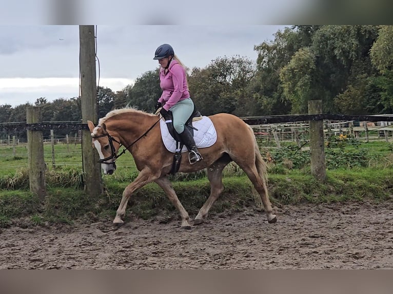 Haflinger / Avelignese Giumenta 8 Anni 148 cm Sauro in Mülheim an der Ruhr